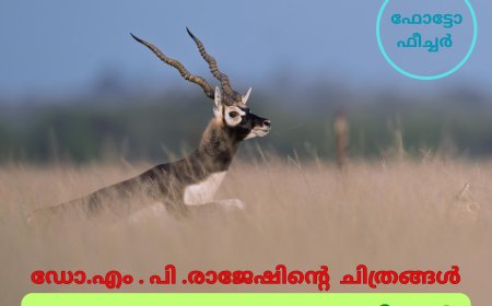 വന്യതയുടെ കനക കാന്തികൾ -  ഫോട്ടോ ഫീച്ചർ . ഡോ .എം . പി . രാജേഷിൻ്റെ   ചിത്രങ്ങൾ .