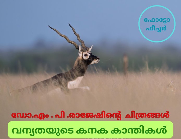 വന്യതയുടെ കനക കാന്തികൾ -  ഫോട്ടോ ഫീച്ചർ . ഡോ .എം . പി . രാജേഷിൻ്റെ   ചിത്രങ്ങൾ .