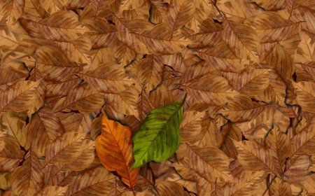 അഭയതീരം