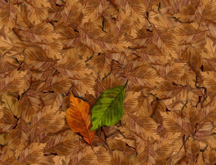 അഭയതീരം